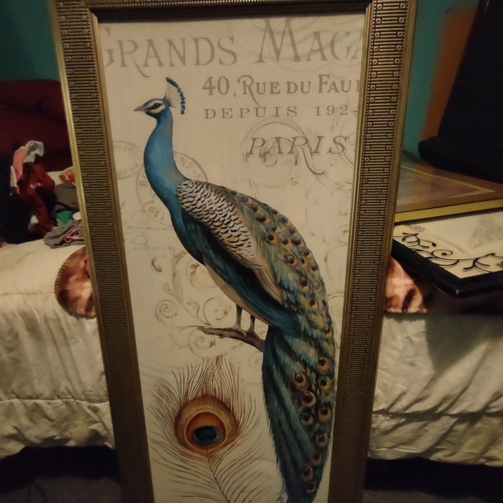 Majestic Peacock II Framed Art Print